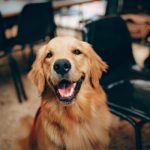 Cachorro estrábico: quais são as causas e os tratamentos?
