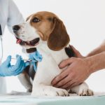 Vacinação para cães: entenda a importância!