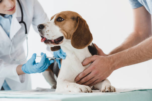 Vacinação para cães: entenda a importância!